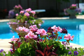 Poolside with  colored flowers