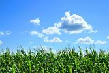 Field of corn in August
