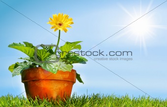 Flower pot on the grass