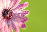 Pink daisy against green 