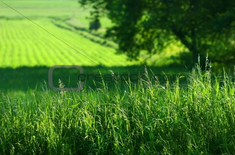Summer fields of green
