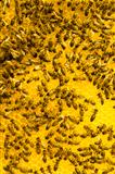 Macro of working bee on honeycells