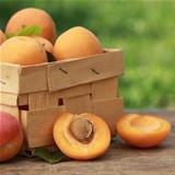 Apricots in a wooden box