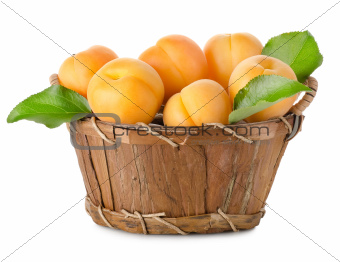 Apricots in a basket isolated