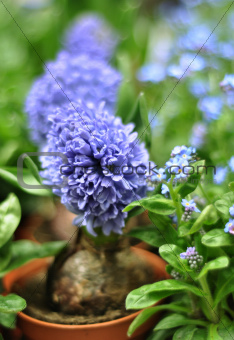 Grape hyacinth in a flower pot