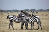 Three Zebras on the Lookout in Serengeti National Park