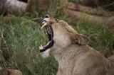 Lioness Yawning on the Serengeti