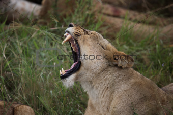 Lioness Yawning on the Serengeti