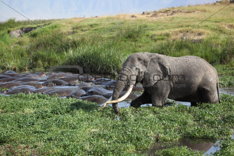 Rare Site:  Elephant Bathing with Hippopotamus in Ngorongoro Cra