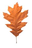 Fall oak leaf