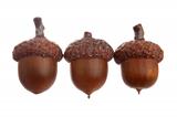 Three different acorns