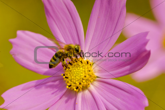 close-up of bee collecting dust from the flower