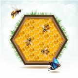 Bees and honeycombs