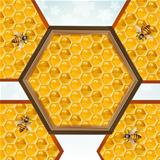 Bees and honeycombs