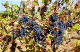 Grapes on vineyard