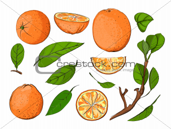 Fresh Oranges and Leaves Set
