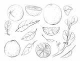 Sketch Oranges and Leaves Set