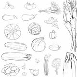 Fresh Vegetables Sketch Collection