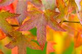 autumnal leaves and foliage