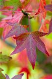 autumnal liquidambar leaves