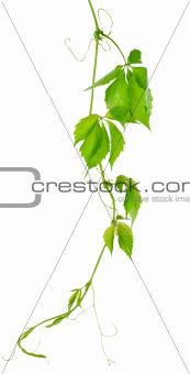 Grape vine leaves