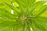 closeup cannabis