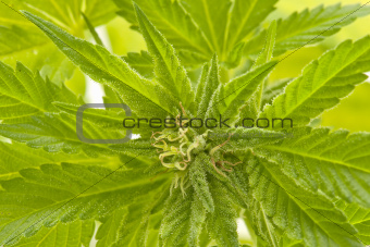 closeup cannabis