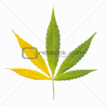 Hemp (cannabis)