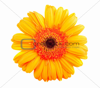 Single orange gerbera flower