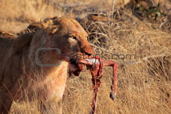 African lion with prey