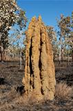 Cathedral termite mound, Australia