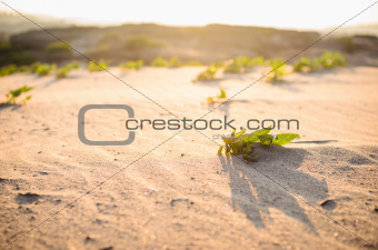 Green plant on the sand and sun