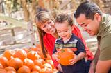 Happy Mixed Race Family Picking Pumpkins at the Pumpkin Patch.
