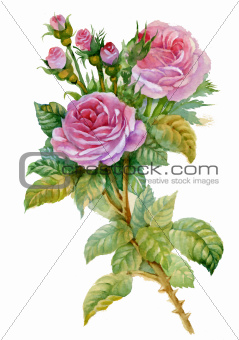 Watercolor Flower Collection: Roses