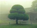 Japanese park tree