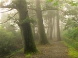 misty forest way in Japan 