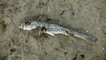 dead fish