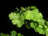 Maidenhair fern with rain drop