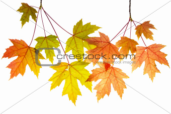 Hanging Maple Tree Branches with Leaves