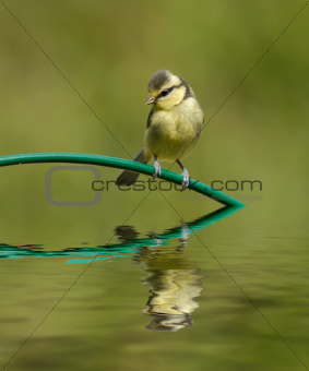 Blue Tit and reflection