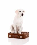 Dog with a suitcase