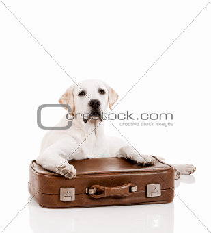 Dog with a suitcase