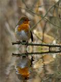 Robin with reflection.