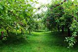 Apple Orchard row