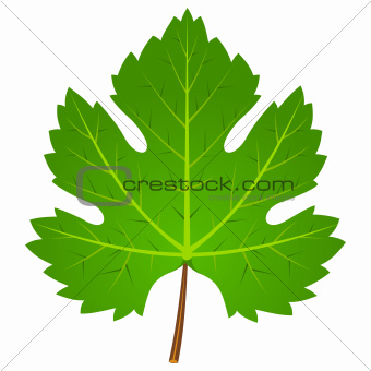 Green Wine Leaf