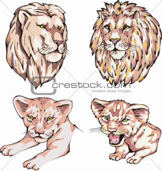 heads of lions and lion cubs