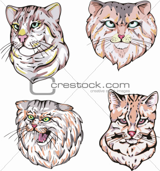 heads of cats