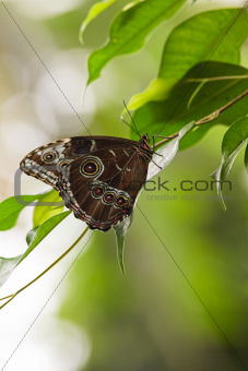 Blue morpho tropical butterfly