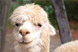 close up of  alpaca  face
