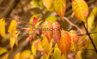 autumn nature colors in park